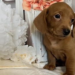 Charlotte - Red Dachshund puppy in Washington, Indiana from The Pupsqueakery