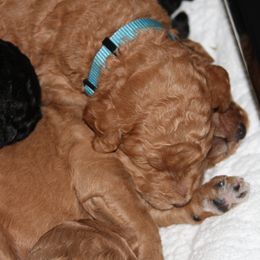 Poodle Puppies from Standard Poodles of Forest Lakes