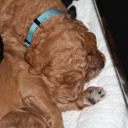 Poodle Puppies from Standard Poodles of Forest Lakes