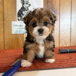 Girl 2 - Parti female Yorkshire Terrier puppy in Bear Creek, North Carolina from Yorkie Time