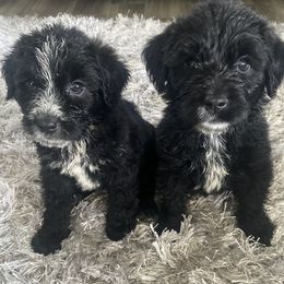 Goldendoodles from Tillie’s House of Doodles