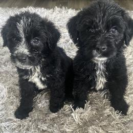 Goldendoodles from Tillie’s House of Doodles
