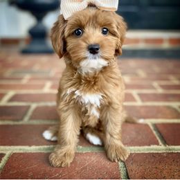 Australian Labradoodle Puppies from Berrybrook Doodles