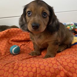 Dachshund Puppies from Ruby Desert Doxies