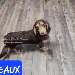 Beaux - Dachshund