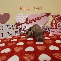 Fawn Girl - Fawn (isabella) and rust female Doberman Pinscher puppy in Clinton, Arkansas from Shakarri Irish Setters