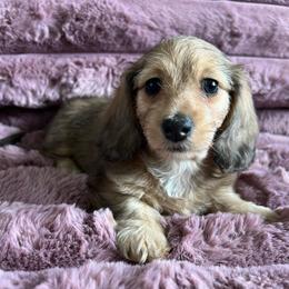Waverly - Red female Dachshund puppy in Ocala, Florida from Weenie Boops