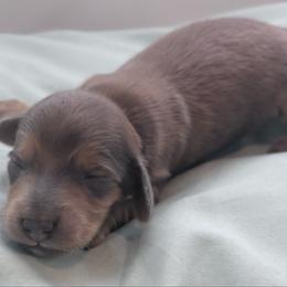 Smokey - Gray (blue) and tan male Dachshund puppy in Massies Mill, Virginia from Pigeon Hill Dachshunds
