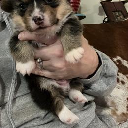 Pembroke Welsh Corgi Puppies from C2Corgis