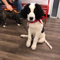 "12 weeks" Saint Berdoodle Puppies from Walker Branch Doodles