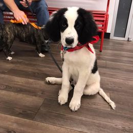 "12 weeks" Saint Berdoodle Puppies from Walker Branch Doodles