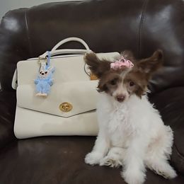 Emily Long Star Angel - White and chocolate female Chinese Crested puppy in Amarillo, Texas from Victoria's Chinese Cresteds Long Star Angels
