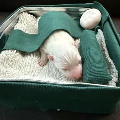 Spike - White male American Eskimo Dog puppy in West Jordan, Utah from Ketura’s Angels Kennels