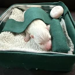 Spike - White male American Eskimo Dog puppy in West Jordan, Utah from Ketura’s Angels Kennels