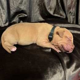 Bruce BANNER - Brown male American Bully puppy in Texas from TEXAS BULLY FAMILY