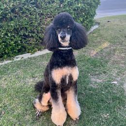 Poodle puppies from Jewells Poodles