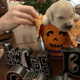 Golden Retriever Puppies from Tupelo Honey Farm's Golden Retrievers