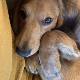 WallE - Dachshund