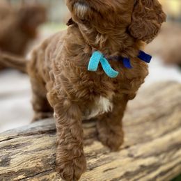 Australian Labradoodle Puppies from Cascade Canyon Labradoodles