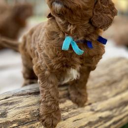 Australian Labradoodle Puppies from Cascade Canyon Labradoodles