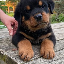 Rottweiler Puppies from Wildhaven Rottweilers