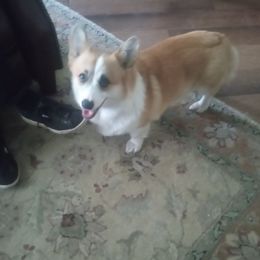 Lacy - Pembroke Welsh Corgi