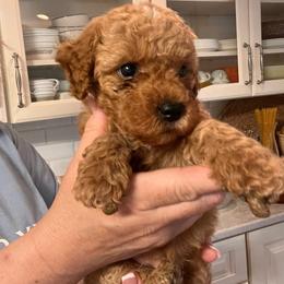 Bennett - Apricot male Goldendoodle puppy in Fairmont, West Virginia from Robin Nelson