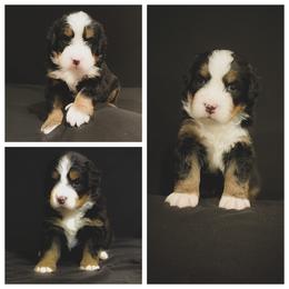 Bernese Mountain Dog Puppies from Dogwood Creek Bernese