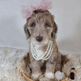 Ursa - Brown merle female Aussiedoodle puppy in Haleyville, Alabama from The Cuddly Dood Ranch