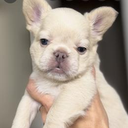 Boy 3 - male French Bulldog puppy in San Antonio, Texas from Tellez House of Frenchies