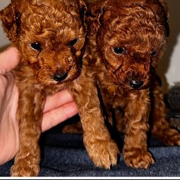 Girl 3 - Red  female Poodle puppy in Cape Coral, Florida from Katherine’s Yorkies and Poodles