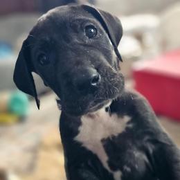 Violet - Black female Great Dane puppy in Brookings, South Dakota from Debonair Danes