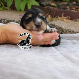 Tiger Lilly - Piebald female Dachshund puppy in Ramona, Oklahoma from Schmitt Dachshunds