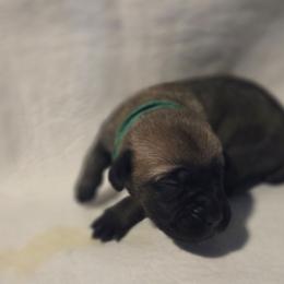 Green collar - Fawn male Great Dane puppy in Mineola, Texas from RC Ranch Great Danes And Cane Corsos