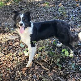 Purdy - Border Collie