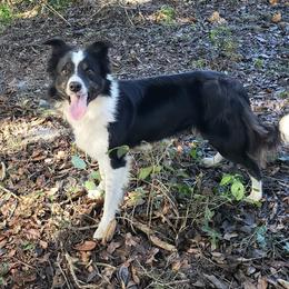 Purdy - Border Collie