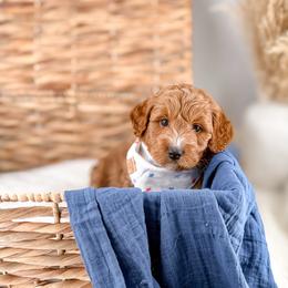 Twig - Red  male Goldendoodle puppy in Russell Springs, Kentucky from Milk & Honey Doodles