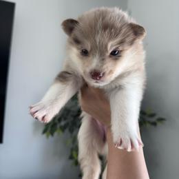 Winter - Merle female Pomsky puppy in Goodyear, Arizona from Velvet Pomskies