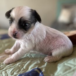 Hhl - Pink and slate male Chinese Crested puppy in Rockvale, Tennessee from Cosmic Chinese Cresteds & Wind-Echo Poodles