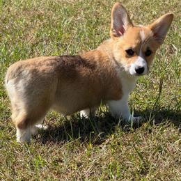 Ready To Go Now- Sable girl 2 - Sable female Pembroke Welsh Corgi puppy in Rochester, Indiana from Stacy’s Pembroke Welsh Corgis
