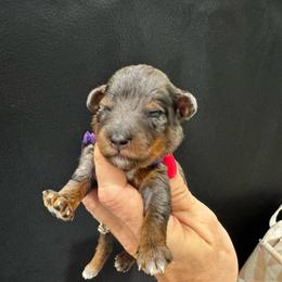 Marshmallow - Merle female Bernedoodle puppy in Macon County, North Carolina from Mountain Doodles