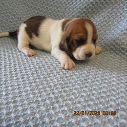 Girl 9 - female Basset Hound puppy in Francesville, Indiana from Sandyhill Basset Hounds