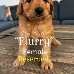 Flurry - Red  female Goldendoodle puppy in Lake City, Florida from North Florida Poodles and Doodles