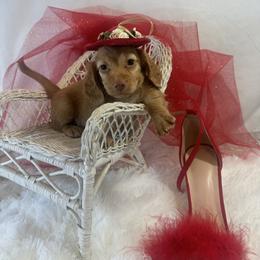 Girl 2 GINGER - Red female Dachshund puppy in Polo, Missouri from Blue Tails Farm