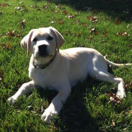 Labrador Retrievers from Turtle Creek Labradors