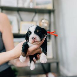 Girl 3 - Tri-color female Bernedoodle puppy in Murray, Utah from Sun Valley Doodles