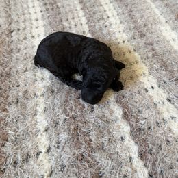 Apollo - Blue male Poodle puppy in Piqua, Kansas from Legacy Farms Standard Poodles