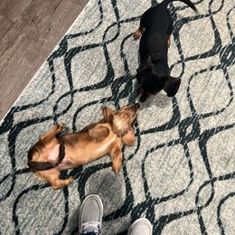 Dachshund All Grown Up from Rissas CrAz Critters