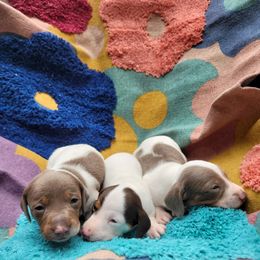 Dachshund Puppies from One Love Doxies