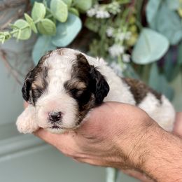 Bernedoodle and Goldendoodle Puppies from Lincoln Avenue Doodles